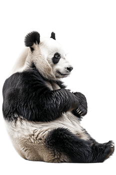 Panda seated alone against transparent backdrop png