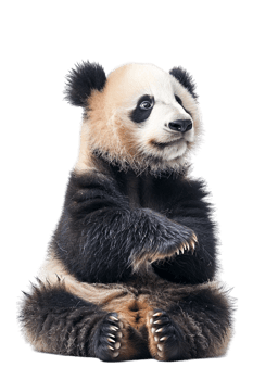 Panda seated alone against transparent backdrop png