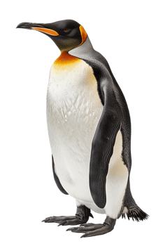 Penguin, isolated against a transparent background png