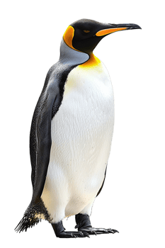 Penguin, isolated against a transparent background png