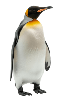 Penguin, isolated against a transparent background png