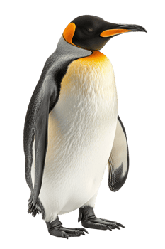 Penguin, isolated against a transparent background png