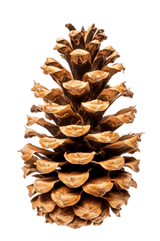 Pine cone isolated on transparent background png