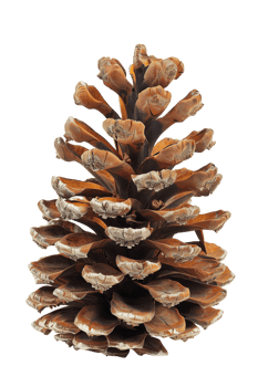 Pine cone isolated on transparent background png