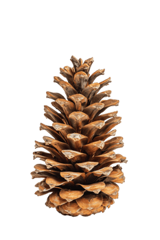 Pine cone isolated on transparent background png