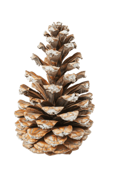 Pine cone isolated on transparent background png