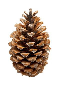 Pine cone isolated on transparent background png