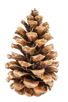 Pine cone isolated on transparent background png