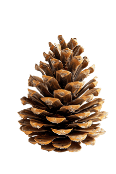 Pine cone isolated on transparent background png