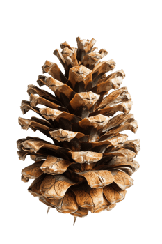 Pine cone isolated on transparent background png