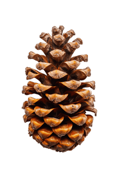 Pine cone isolated on transparent background png