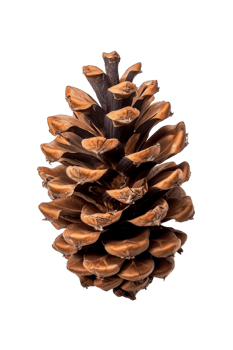 Pine cone isolated on transparent background png