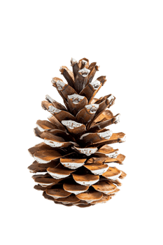 Pine cone isolated on transparent background png