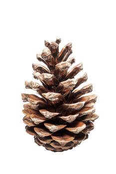 Pine cone isolated on transparent background png