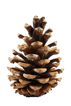 Pine cone isolated on transparent background png