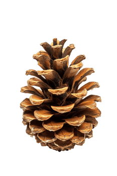 Pine cone isolated on transparent background png