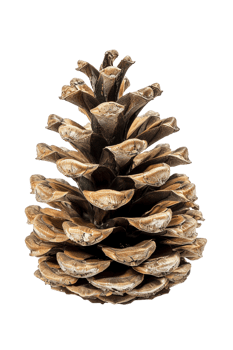 Pine cone isolated on transparent background png