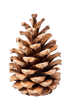 Pine cone isolated on transparent background png