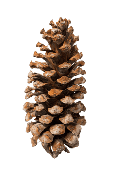 Pine cone isolated on transparent background png