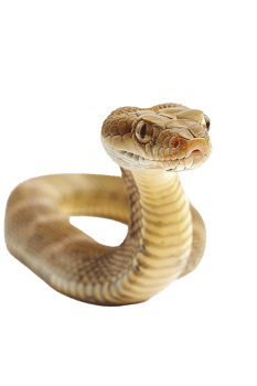 Snake alone against transparent backdrop png