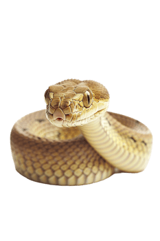 Snake alone against transparent backdrop png