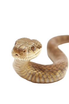 Snake alone against transparent backdrop png
