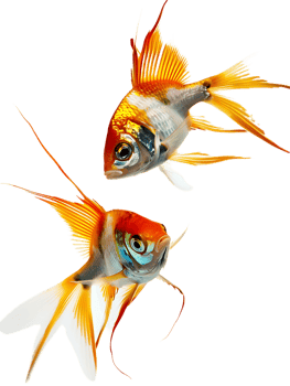 Two fish circling each other, isolated against a transparent background png