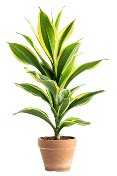 Snake plant Dracaena trifasciata in pot, isolated against transparent background png