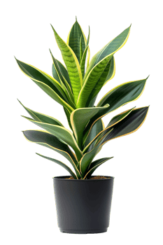 Snake plant Dracaena trifasciata in pot, isolated against transparent background png