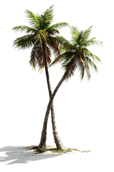 Twin coconut palm tree, isolated against a transparent background png