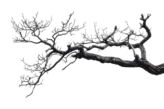tree branch on a transparent background png