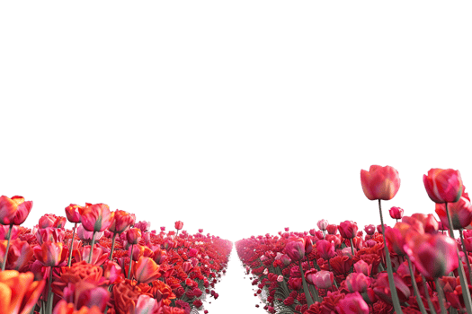 Tulips field on the horizon, isolated against a transparent background png