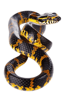 Snake alone against transparent backdrop png