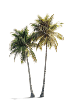 Twin coconut palm tree, isolated against a transparent background png