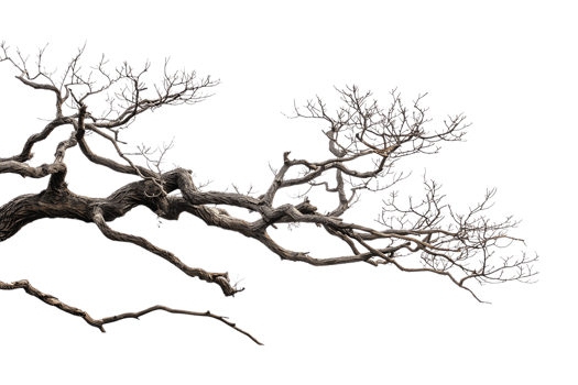 tree branch on a transparent background png