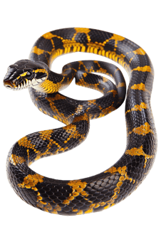 Snake alone against transparent backdrop png