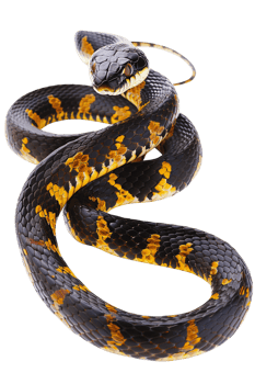 Snake alone against transparent backdrop png