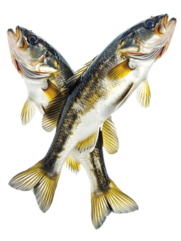 Two fish circling each other, isolated against a transparent background png