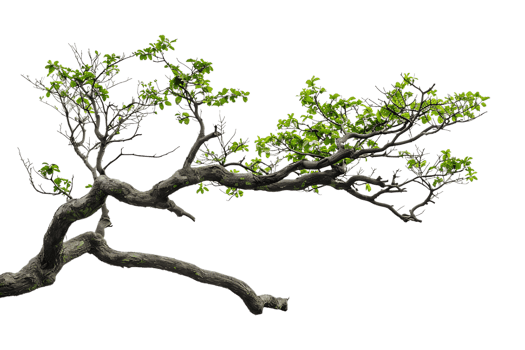 tree branch on a transparent background png