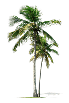 Twin coconut palm tree, isolated against a transparent background png