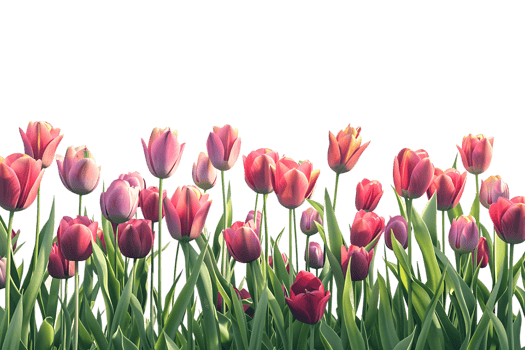Tulips field on the horizon, isolated against a transparent background png