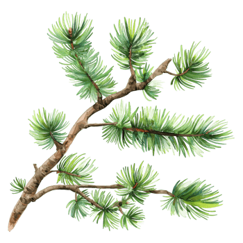 pine tree branch watercolor style isolated on transparent background png