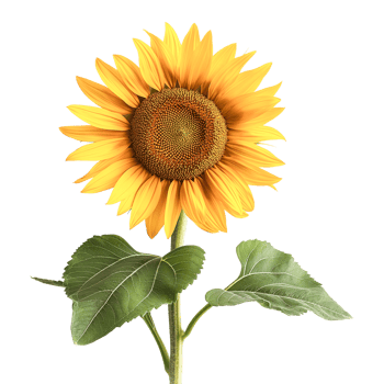 Sunflower isolated on transparent background. png