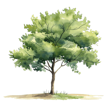 Green tree in watercolor style isolated on transparent background. png