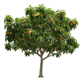 Mango tree with lush leaves and fruits isolated on transparent background png