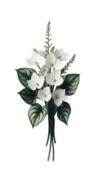 White flower isolated transparent background png