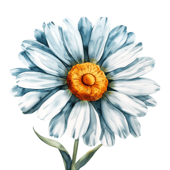 watercolor painted Daisy flower isolated on transparent background png