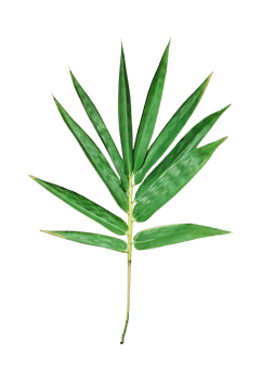 a green leaf of bamboo on a transparent background, a green palm leaf on a background png