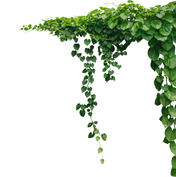 a green plant hanging from a branch on a transparent background, green ivy on a wall, green ivy leaves on , a vine growing on a wall with leaves png