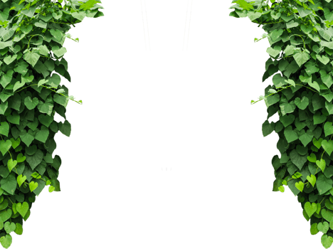 green ivy leaves mockup on a transparent background, a hanging plant frame with leaves on ,, green ivy on a wall, green ivy leaves on , a vine growing on a wall with leaves, png